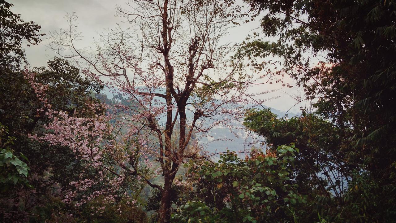 Enchanted Forest Farmstay 강토크 외부 사진